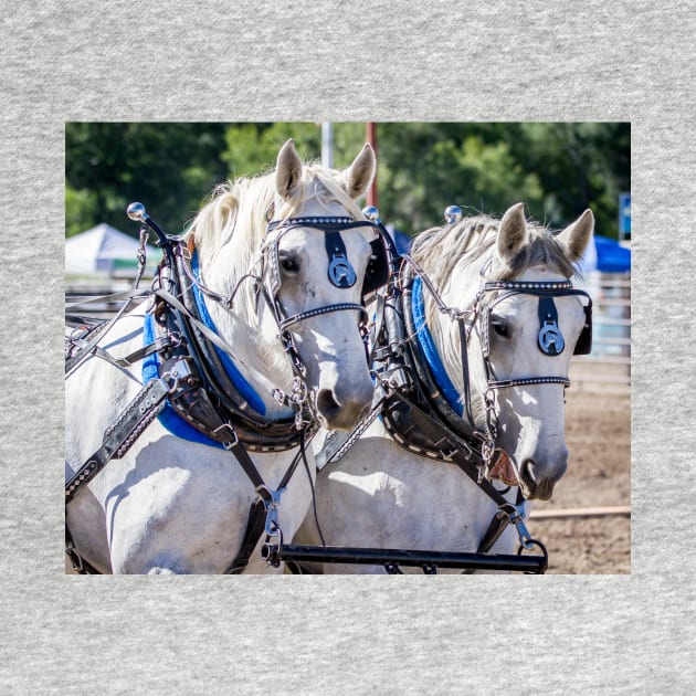 Draft Horse by 3QuartersToday